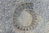 Multiple Devonian Ammonites (Anetoceras) on Rock - Morocco #87252-3
